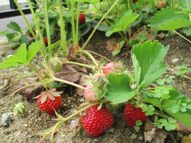 写真１